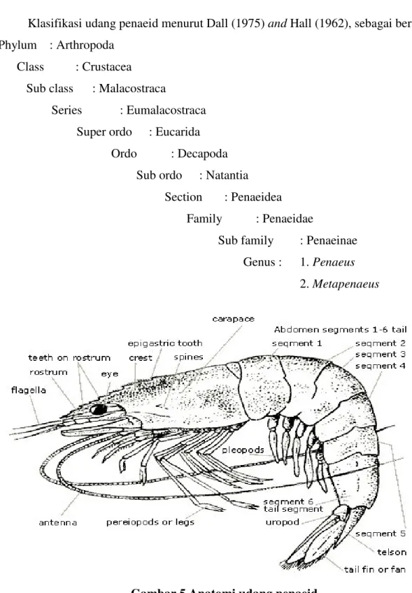 Gambar 5 Anatomi udang penaeid  (Nelly, 2005) 