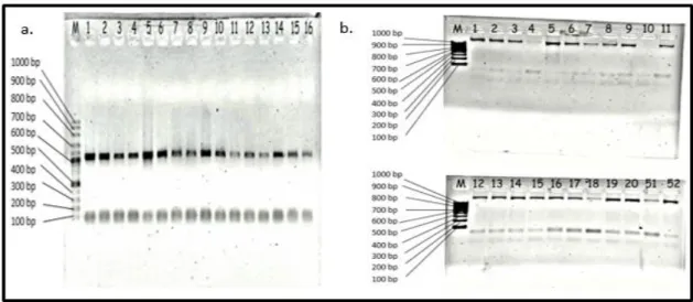 Gambar 1 Elektroforegram hasil optimasi kombinasi DNA tanaman sampel jeruk hasil fusi  Keterangan :  a = Pasangan primer 18S_rRNA_F/R nomor sampel 1-20, b = pasangan primer nad 1 exon 