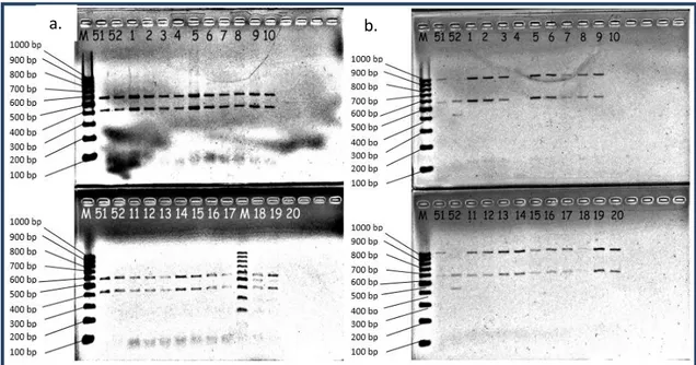 Gambar 2 Elektroforegram hasil optimasi kombinasi DNA tanaman sampel jeruk hasil fusi   Keterangan  :    a  =  Pasangan  primer  18S_rRNA_F/R nomor  sampel  1-20,  b  =  pasangan primer  nad  1  