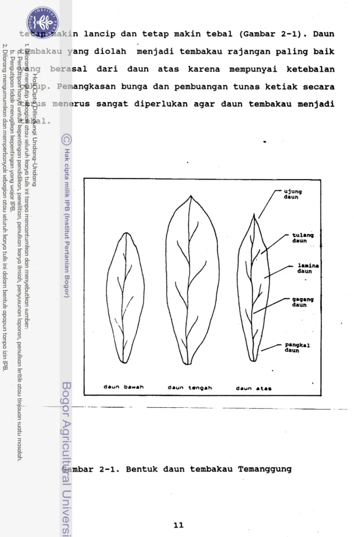 Gambar 2-1.  Bentuk daun tembakau Temanggung 