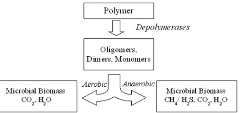 Gambar 2.4 Skema Degradasi Polimer di bawah Kondisi Aerob  dan Anaerob. 
