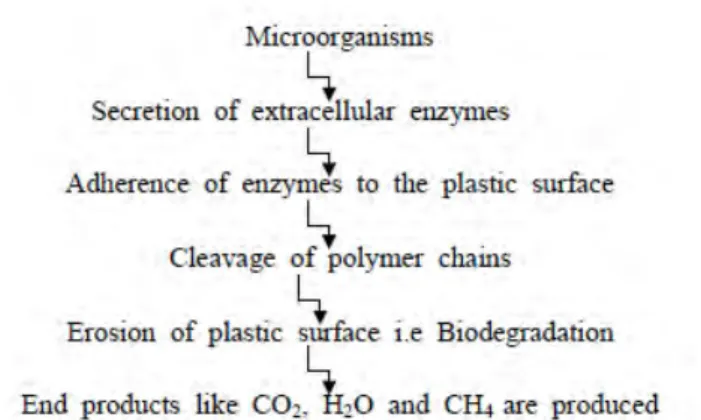 Gambar 2.5 Skema Tahapan Biodegradasi Polimer Plastik. 