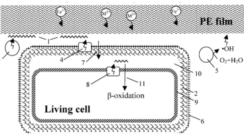 Gambar 2.6 Mekanisme Biodegradasi Poliethilen oleh Bakteri. 