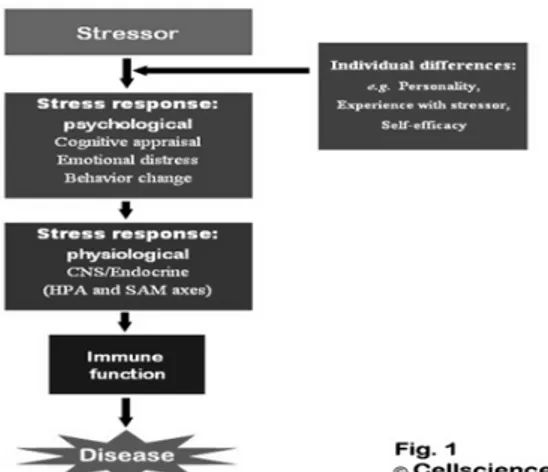Gambar  8.  Respon  stressor  terhadap  fungsi tubuh (Thornton &amp; Andersen,  2006:2)