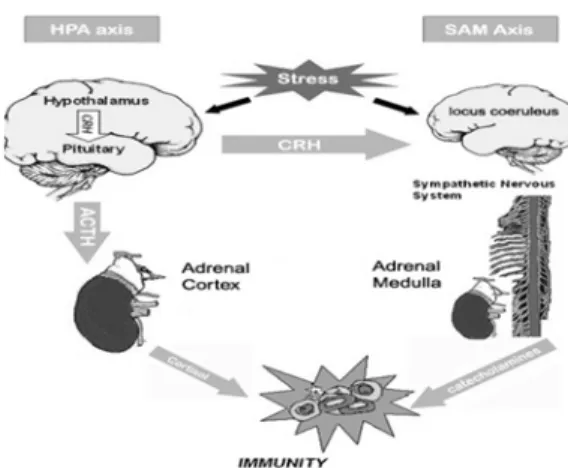 Gambar 4: HPA axis dan sympatheic ad- ad-renal  medulare  axis  (SAM  axis)  dalam  menanggapi stres serta pengaruhnya  (Thornton &amp; Andersen, 2006:5 ).