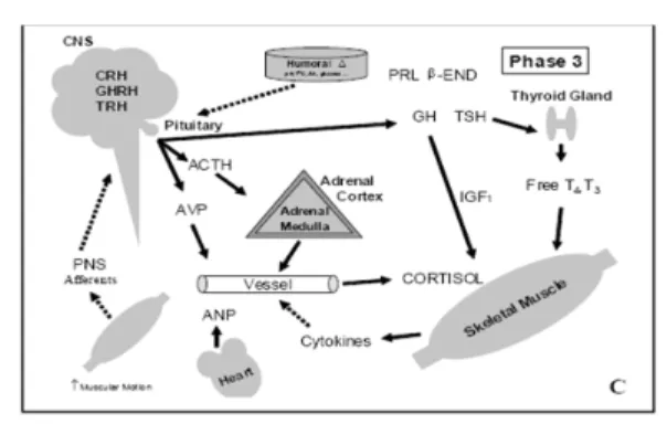 Gambar 7: Fase 3 Pengaturan sekresi sis- sis-tem  hormon  oleh  SNS  selama   melaku-kan olahraga   (Hankey, 2006: 794)
