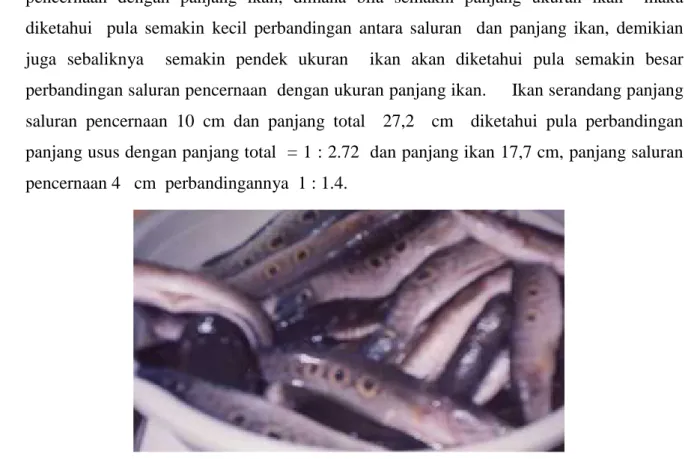 Tabel  4.  Index of Preponderance Beberapa Jenis Ikan Marga Channa (Kerabat Gabus)