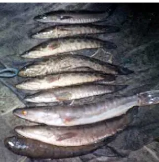 Gambar  3. Beberapa Ukuran Ikan Marga Channa (Kerabat Gabus)
