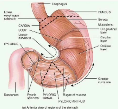 Gambar 1. Anatomi gaster  (Moore et al., 2010)