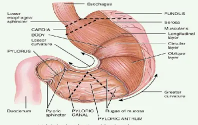Gambar 3. Anatomi Lambung manusia (Moore et al, 2010) 