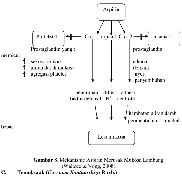 Gambar 8. Mekanisme Aspirin Merusak Mukosa Lambung   (Wallace &amp; Vong, 2008). 