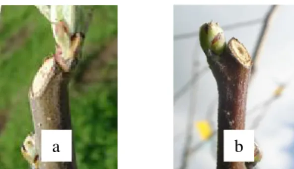 Gambar 2.  Hasil Pemangkasan pada Apel; a) Terlalu Dekat dengan Mata  Tunas, b) Hasil Pangkasan yang Benar 