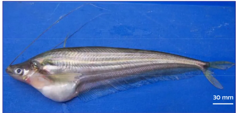 Gambar 2. Ikan Selais (Ompok hypophthalmus Bleeker, 1846) 