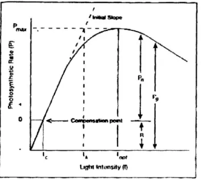 Gambar 2.   Grafik hubungan fotosintesis dan cahaya (P max , fotosintesis  maksimum; I c , intensitas cahaya pada titik kompensasi; R,  respirasi; P n , fotosintesis bersih; P g , fotosintesis kotor; I opt ,  intensitas cahaya pada P max ; I k , intensitas