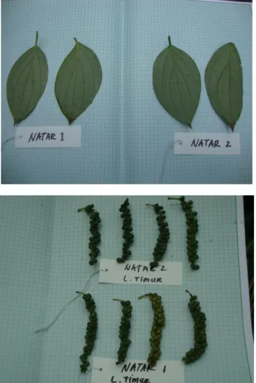 Gambar 4.1 Daun dan Buah Lada Varietas Natar I dan Natar II  Deskripsi  lengkap  varietas  Natar  I  dan  Natar  II  sejak  awal  perakitan  seperti  digambarkan  oleh  Kementerian  Pertanian  RI melalui SK Nomor: 274 &amp; 275/Kpts/KB.230/4/1988 tanggal 2