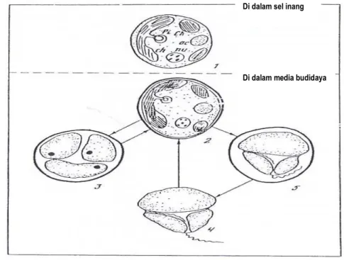 Gambar 4. Skema Siklus Hidup Zooxanthellae 