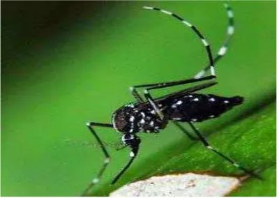 Gambar 1. Nyamuk Aedes aegypti ( Anonim, 2009a ). 