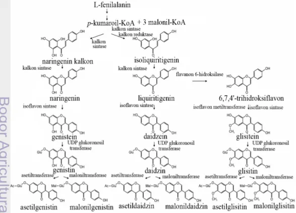 Gambar 2 Biosintesis isoflavon (Dhaubhadel et al. 2003) 