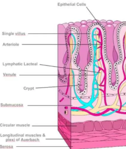 Figure 4 Lapisan-lapisan secara histologi usus 