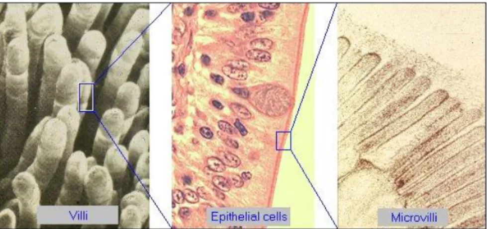 Figure 6 Villi, sel epitel dan mikrovili (R.Bowen, 2000) 