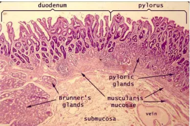 Figure 7 Histologi duodenum dan pylorus (David King, 2001) 