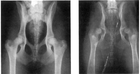 Gambar 6.2.  Radiograf persendian tulang paha anjing normal (kiri) dan hip (kanan)  yang menunjukkan bilateral coxofemoral subluxation karena  ketidak-stabilan atau kelemahan yang merupakan gejala awal hip dysplasia pada  anjing
