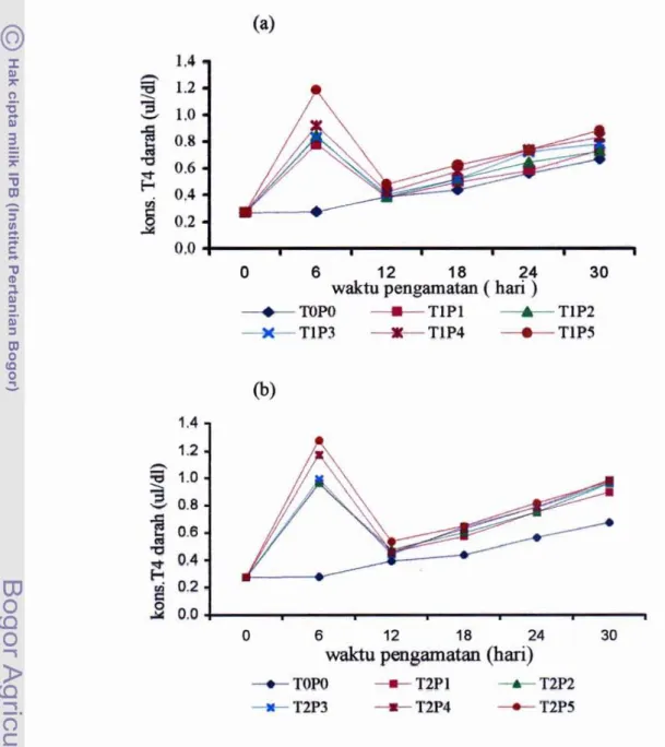 Gambar  11. Perkembangan  konsentrasi tiroksin darah kecebong katak lembu  selama  penelitian,  (a)  perendaman 2 hari dan  (b)  perendarnan 4  hari 