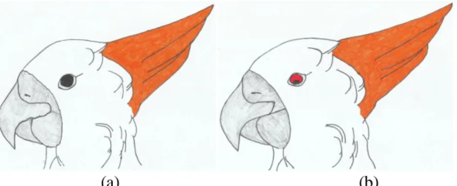 Gambar  4 a) Kakatua sumba  jantan  b) Kakatua sumba  betina  Sistem  reproduksi  burung  bermacam- macam,  yaitu  monogami,  poligami dan poliandri (Setio dan  Takandjanji 2007)