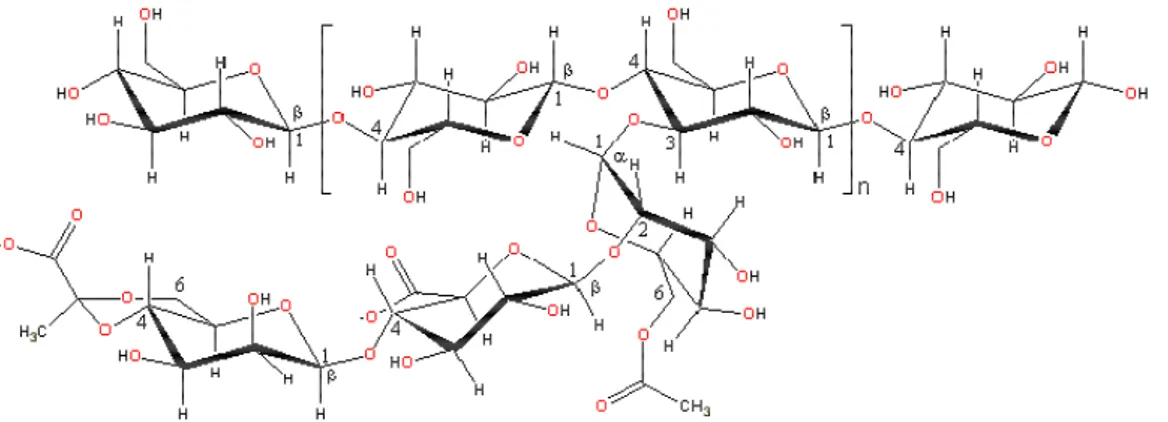Gambar 5. Struktur Molekul Xanthan Gum (Anonim, 2007) 