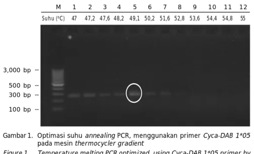 Gambar 1. Optimasi suhu annealing PCR, menggunakan primer Cyca-DAB 1*05 pada mesin thermocycler gradient