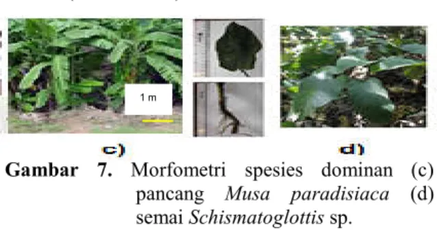 Gambar  7.  Morfometri  spesies  dominan  (c)  pancang  Musa  paradisiaca  (d)  semai Schismatoglottis sp