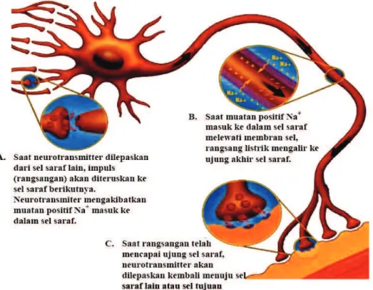 Gambar 5. 10 Impuls Listrik pada Saraf Manusia