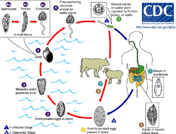 Gambar 1 Siklus hidup cacing kelas Trematoda, Fasciola hepatica (Sumber: CDC  2011) 