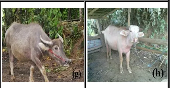 Gambar 6 Beberapa jenis kerbau di Kabupaten Toraja Utara: a). Kerbau Saleko’,  b).  Kerbau  Bonga,  c)