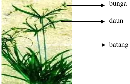 Gambar 1. Rumput Teki (Cyperus rotundus L.) (Anonim, 2008a). 