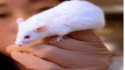 Gambar 3. Mencit (Mus musculus L.) (Wikipedia, 2008). 