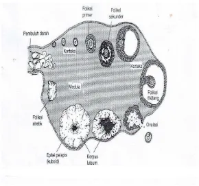 Gambar 4. Skematis memperlihatkan beberapa struktur ovarium mamalia dan perubahannya selama siklus menstruasi (Junqueira, Carneiro dan Kelley, 1998)