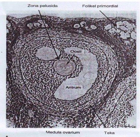 Gambar 5. Perkembangan folikel ovarium mamalia, memperlihatkan oosit, zona pelusida, sel-sel granulosa di sekitarnya, sel-sel teka dan ovarium folikuli (Junqueira, Carneiro dan Kelley, 1998)