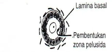 Gambar 7. Folikel Primer Ovarium Mamalia (Junqueira, Carneiro dan   Kelley, 1998). 