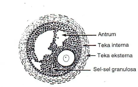 Gambar 9.    Folikel Tersier Ovarium Mamalia (Junqueira, Carneiro dan Kelley, 1998). 