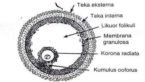 Gambar 10.  Folikel Graaf Ovarium Mamalia (Junqueira, Carneiro dan Kelley, 1998). 