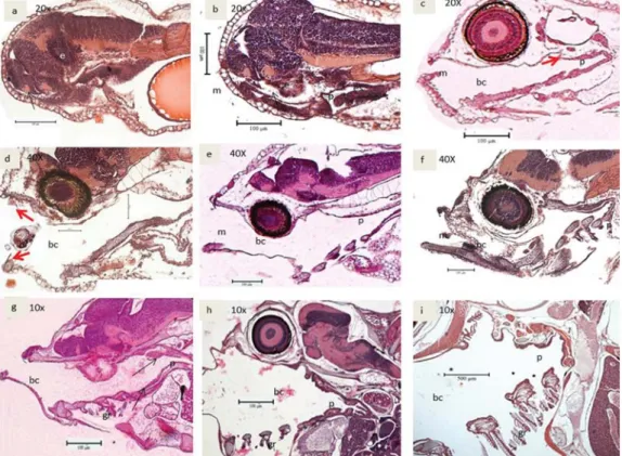 Gambar 1. Irisan melintang perkembangan saluran pencernaan rongga mulut; a. 1 HSM; b. 2 HSM;