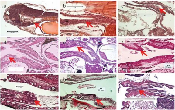 Gambar 2. Irisan melintang perkembangan saluran pencernaan kerongkongan; a. 1 HSM; b. 2 HSM; c