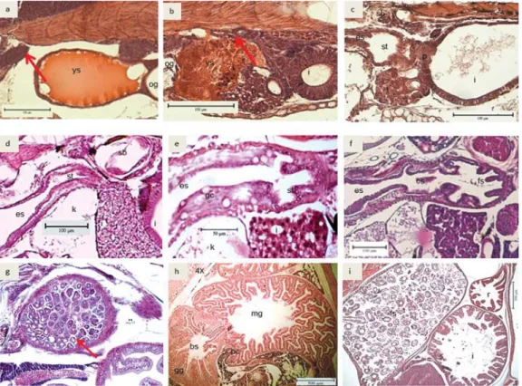 Gambar 3. Irisan melintang perkembangan saluran pencernaan bagian perut; a. 1 HSM; b. 2 HSM;