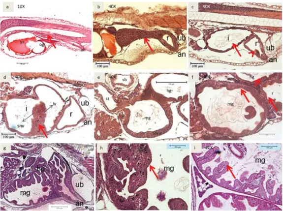 Gambar 4. Irisan melintang perkembangan saluran pencernaan bagian usus; a. 1 HSM; b. 2 HSM;