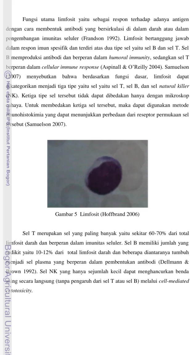 Gambar 5  Limfosit (Hoffbrand 2006) 