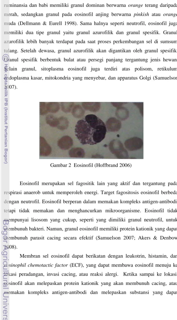 Gambar 2  Eosinofil (Hoffbrand 2006) 