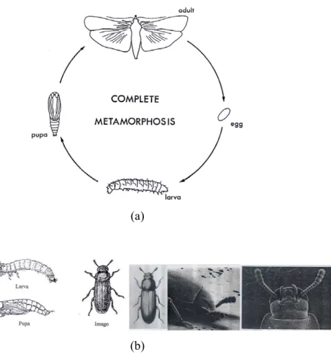 Gambar 1. Siklus hidup metamorfosis sempurna ordo Coleoptera (a) dan    morfologi larva, pupa dan dewasa serangga T