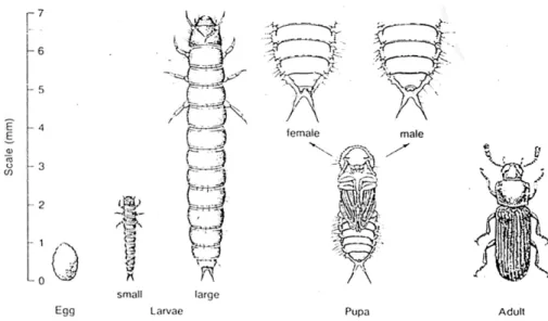 Gambar 2. Ukuran skala telur, larva, pupa dan serangga dewasa Tribolium sp. 