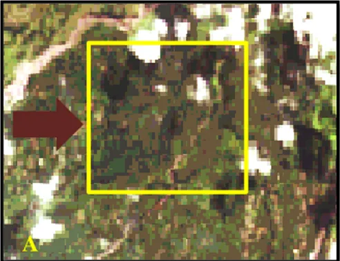 Gambar 1.1 Kenampakan Penggunaan Lahan Hutan pada Citra  Landsat  yang dibatasi garis kuning (A) dan kondisi di  lapangan (B)